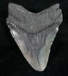 Bargain Megalodon Tooth - Georgia #9529-2